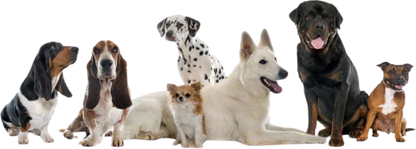 Cães de várias raças da capa do catálogo Dog Care